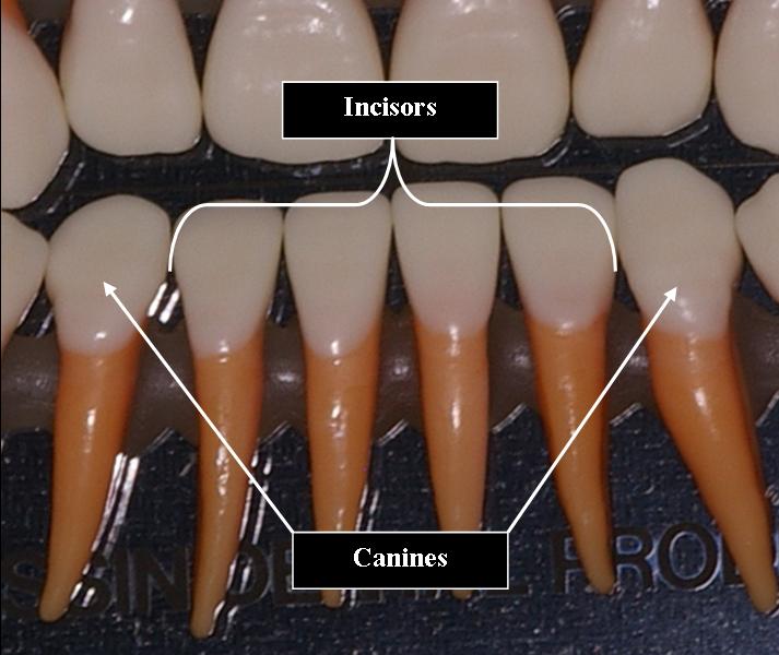 incisor-s-ask-a-dentist