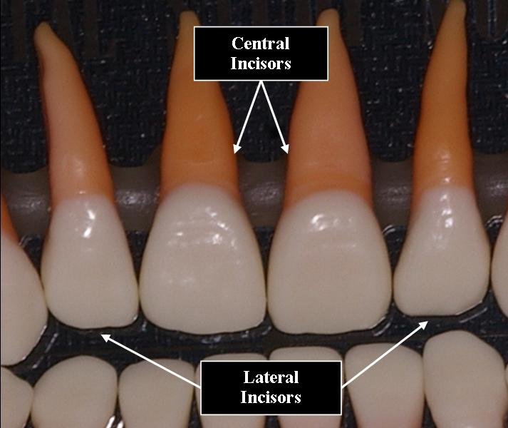 What Is The Use Of Incisor Teeth