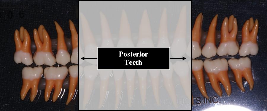 Posterior Teeth Meaning